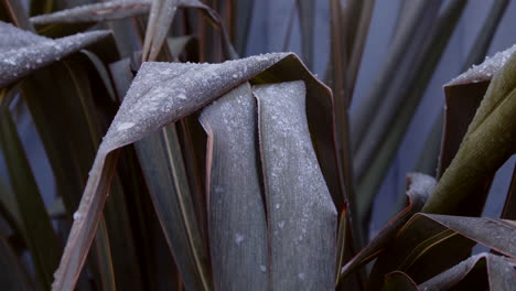 Neuseeland-Flachs-Phormium-Mit-Reif-Und-Eis-Auf-Dunkelgrünen-Blättern,-Cu