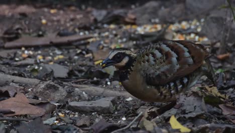 Seen-feeding-on-the-ground,-Bar-backed-Partridge-Arborophila-brunneopectus,-Thailand