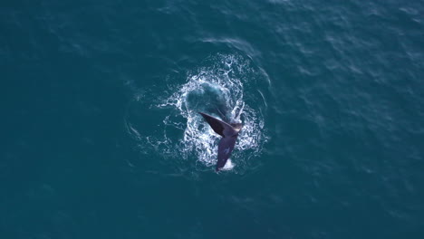 Toma-Aérea-De-Una-Ballena-Jorobada-Nadando-En-Las-Aguas-Cristalinas-De-Sudáfrica.