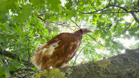 vista hacia arriba de un solo pollo marrón sentado en una rama entre las hojas