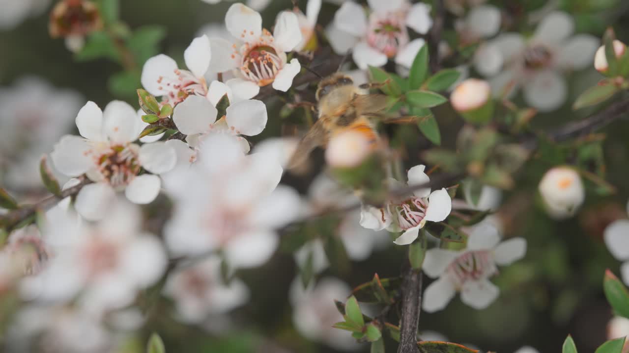 꽃가루를 모으는 하얀 마누카 꽃으로 가득 찬 덤불 주위를 날아다니는 꿀벌