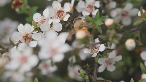 Honey-bee-flying-around-bush-filled-with-white-Manuka-flowers-collecting-pollen