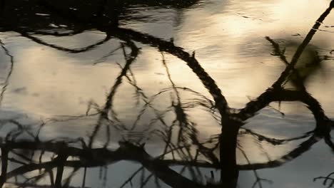 Reflejos-Del-Lago-De-árboles-De-Puesta-De-Sol-E-Invierno