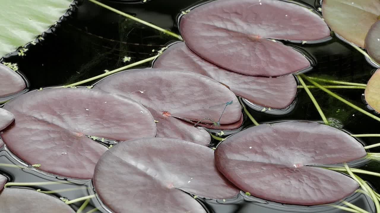 연못에 떠있는 붉은 수련 잎에 알을 낳는 암컷 damselfy 위에 수컷이 푹