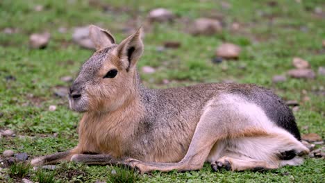 Full-body-closeup-of-a-Patagonian-mara-resting-among-grass-and-stones