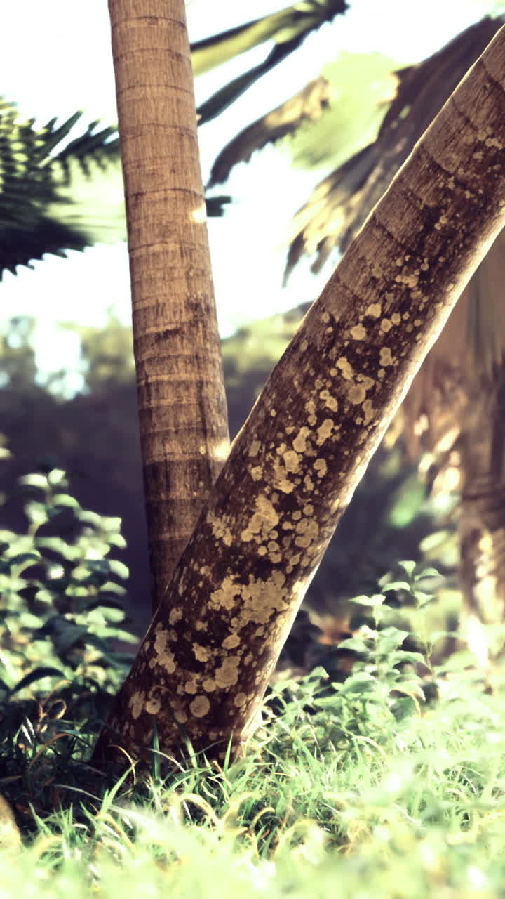 Sunlight filters through lush greenery in a tropical forest