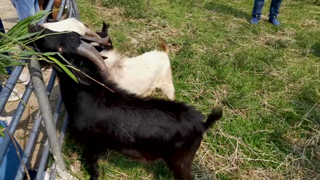 alimentar a un grupo de cabras para comer heno