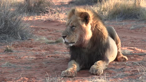 a large kalahari male lion falling asleep with a full belly along a dirt road