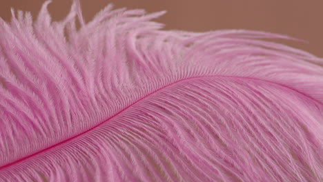 close-up of a pink ostrich feather