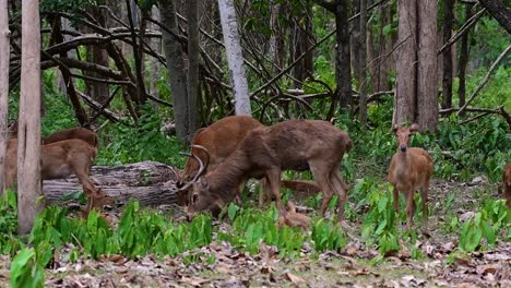 the eld's deer is an endangered species due to habitat loss and hunting