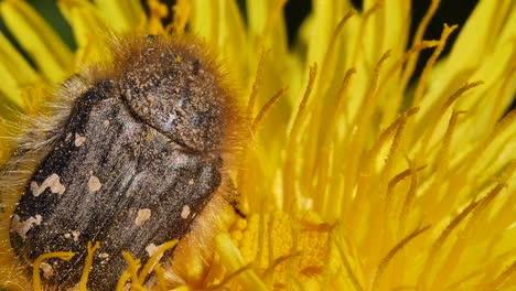 foto macro de insecto de flor polinizando flor de diente de león amarillo durante el día soleado