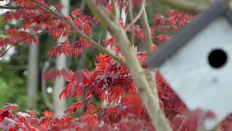 panning left to right to birdhouse hanging on japanese maple tree branch in the breeze