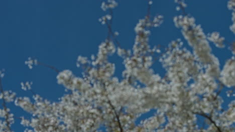 blured view of blooming tree on blue sky