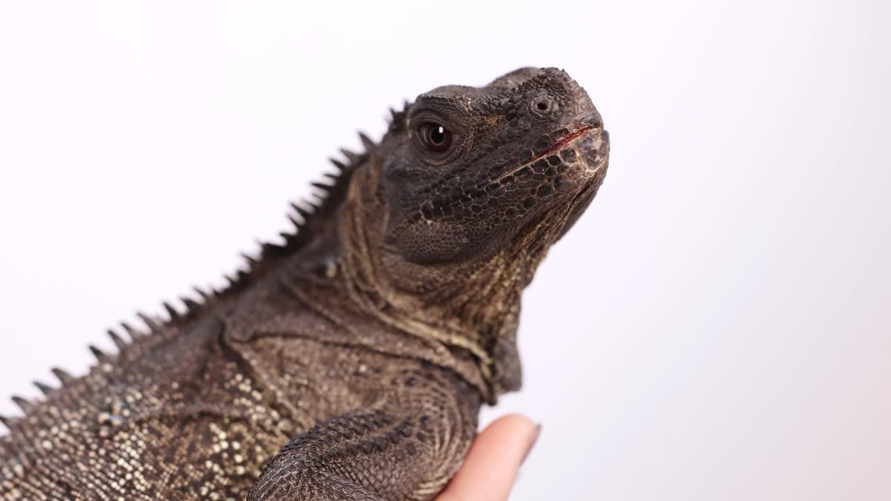 Un Hydrosaurus Amboinensis è tenuto delicatamente, mostrando la sua pelle ruvida e il suo comportamento calmo su uno sfondo semplice