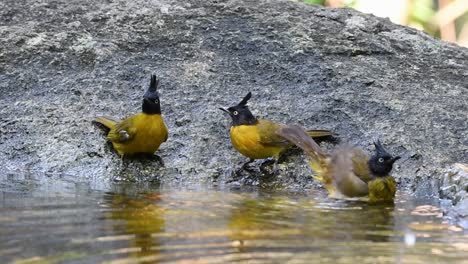 black-crested bulbul grooming after a bath in the forest during a hot day, pycnonotus flaviventris, in slow motion