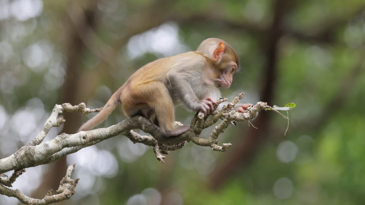Macaques in nature. Macaques constitute a genus (Macaca) of gregarious monkeys. Macaques are found in a variety of habitats throughout the Asian continent and are highly adaptable