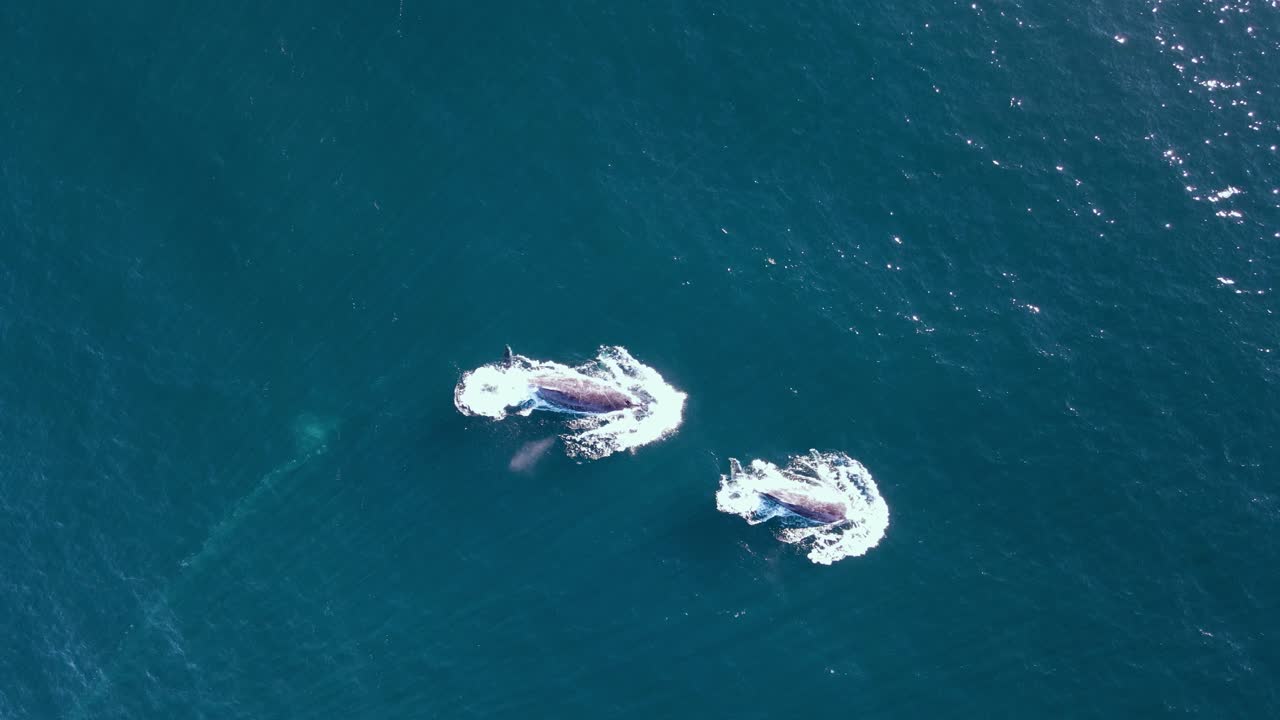 A research drone hovers above two whales breaching on their yearly migration to warmer waters