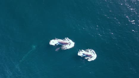 a research drone hovers above two whales breaching on their yearly migration to warmer waters