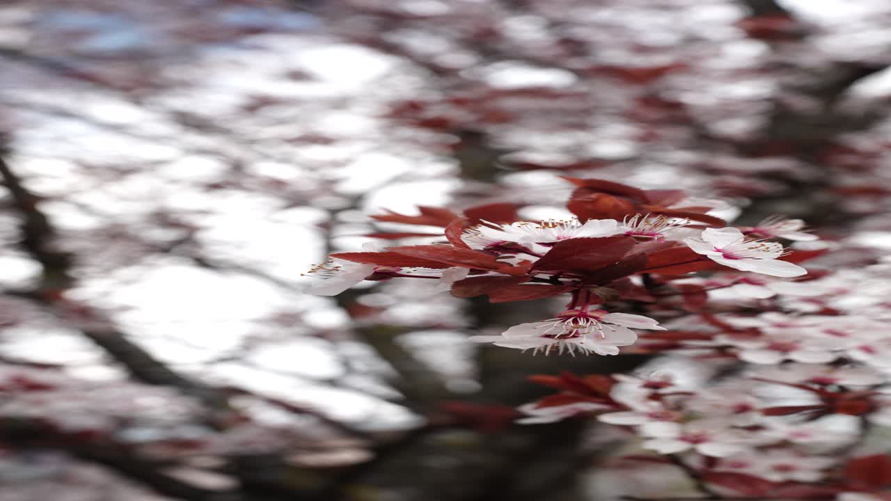 Delicati fiori primaverili sbocciano sui rami degli alberi vicino al Lago di Walen, Svizzera. La messa a fuoco morbida e il delicato movimento creano un'atmosfera stagionale calma, ideale per immagini di natura e lifestyle.