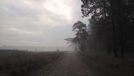 misty forest path