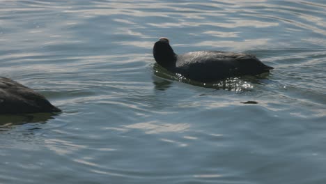 a close up shot of a young black ducks swimming in a lake, european wildlife, smooth follow movement, water reflection, scenic view, slow motion, 4k video