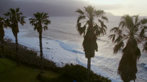 coastal palm trees at sunset