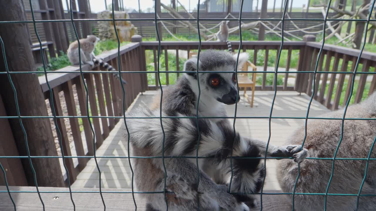 A group of ring-tailed lemurs grips the fence of a zoo enclosure, with climbing structures and ropes behind them, showing social behavior, enclosure interaction, and species-specific traits
