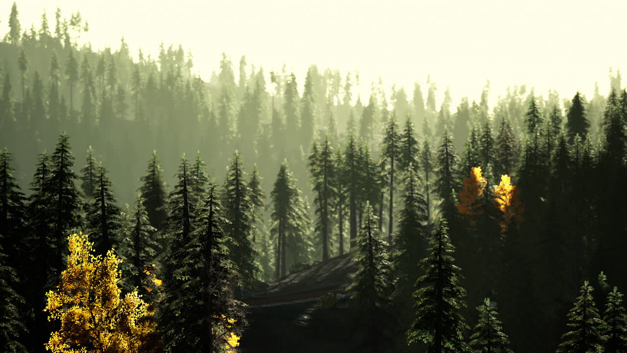 가을의 안개 숲