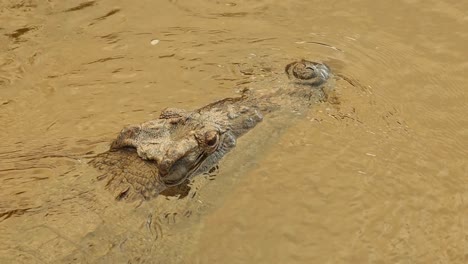 a bird's eye view of a nile crocodile laying in the water with its head above the surface, kruger national park