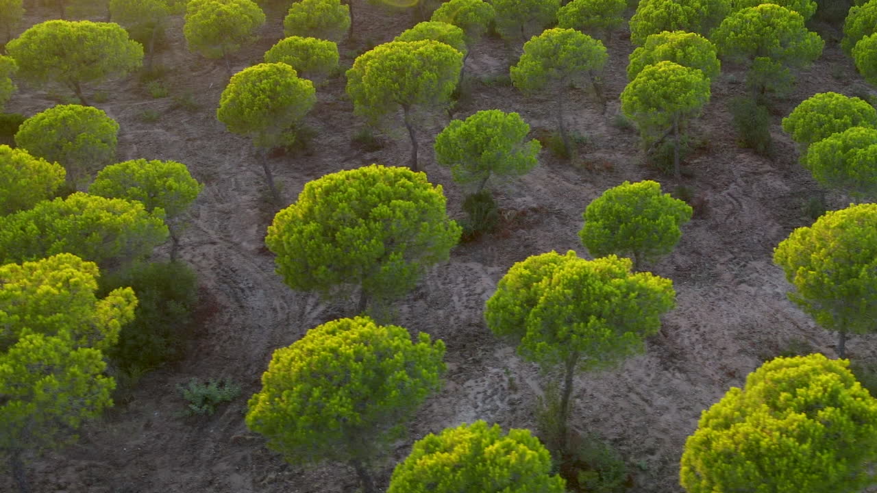 Stone Pine Forest In El Rompido, Spain At Sunset - drone shot