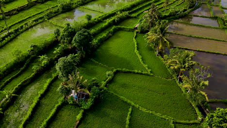 agriculture in paddy rice fields for cultivation in bali, indonesia - aerial drone shot