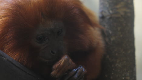 Golden-lion-tamarin-on-tree-branch-biting-and-cleaning-its-nail---closeup