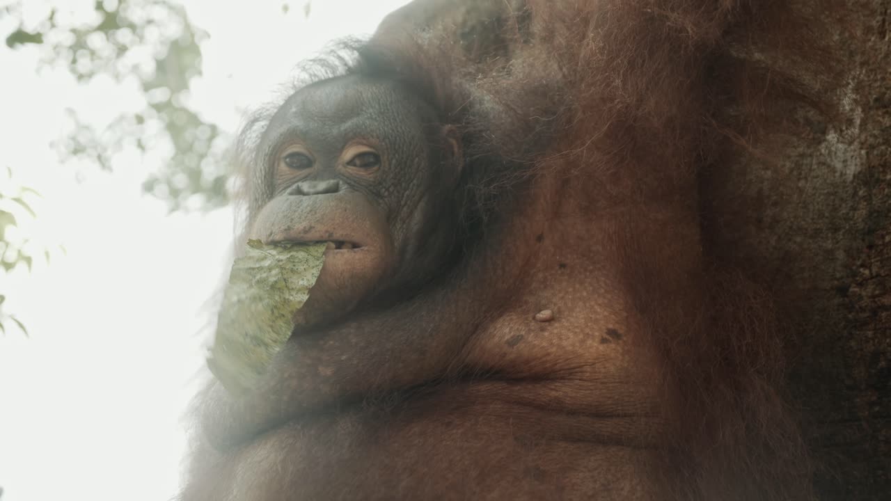 orangután a la luz del sol durante el mediodía masticando hojas