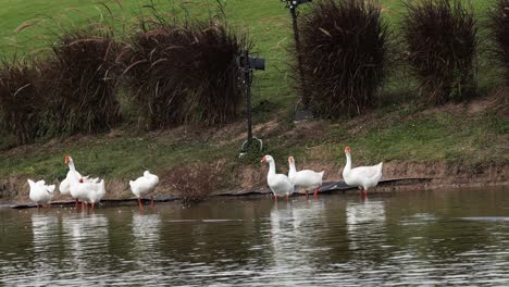 a flock of geese gliding across calm waters.