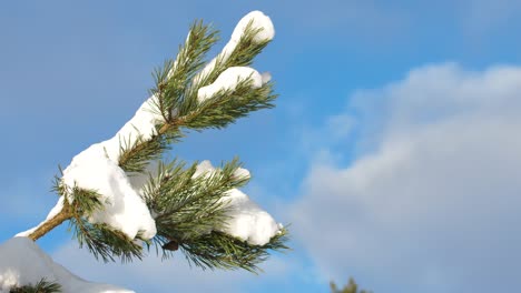 Schnee-An-Einem-Sonnigen-Tag-Liegt-Auf-Tannenzweigen