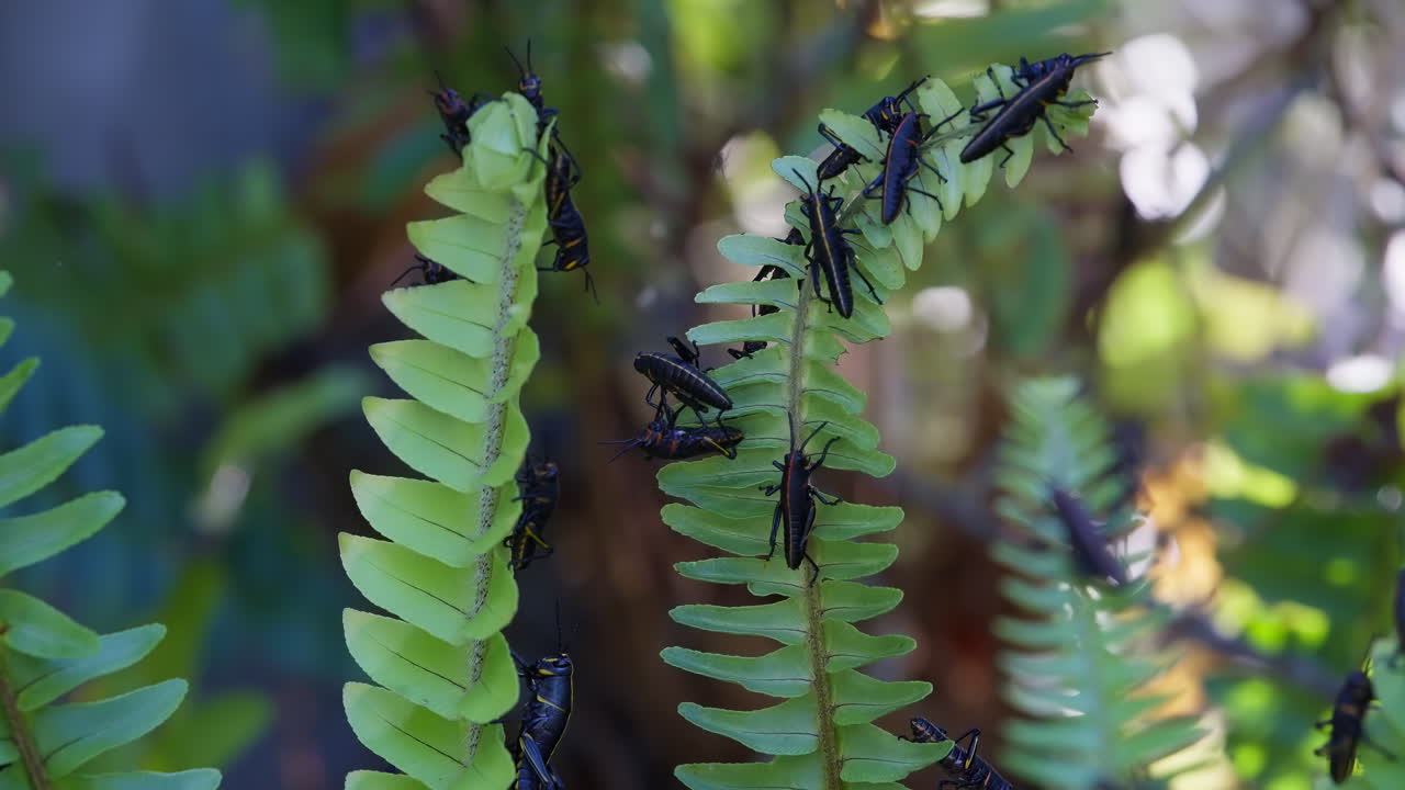 Florida lubber grasshoppers perched vertically on lush fern stem amid sunlit foliage