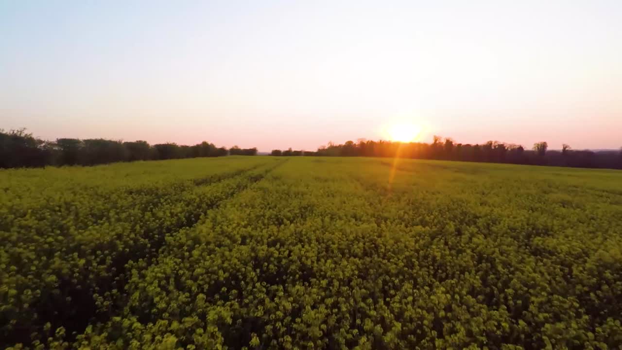 volando sobre hermosos campos amarillos mientras el sol se pone lentamente-2