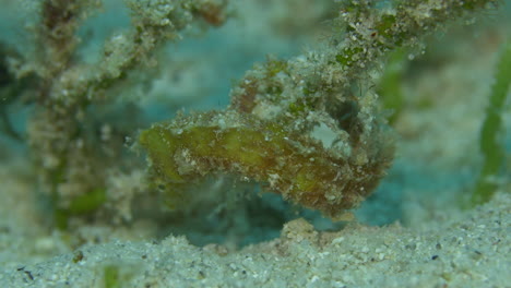 increíble caballo de mar amarillo en primer plano en el fondo arenoso del océano