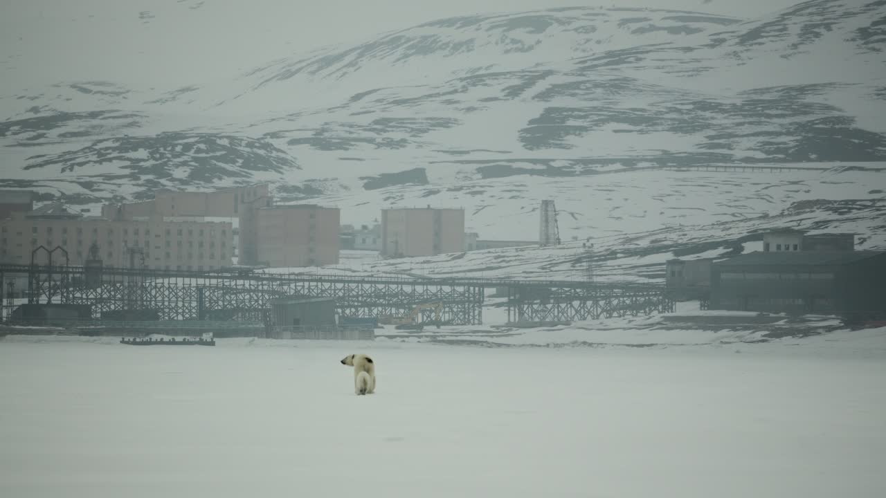 엄마의 북극과 새끼는 스발바르드의 얼어붙은 풍경을 가로질러 옛 소비에트 광산 건물의 잔해를 배경으로 이동합니다.