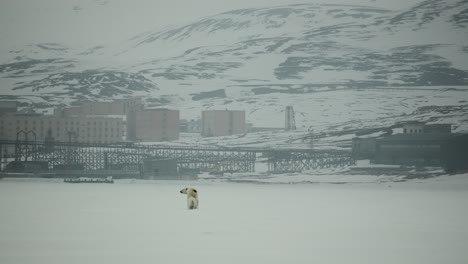 a mother polar bear and her cub move across an icy landscape in svalbard with the remains of old soviet mining buildings in the background