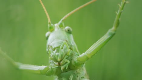 Portrait-of-a-locust,-close-up-of-the-head-where-the-paws-clean-their-teeth