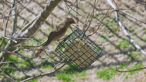 Cardenal-Del-Norte-Hembra-Comiendo-En-Un-Comedero-Para-Pájaros-Sebo-Durante-El-Invierno-Tardío-En-Carolina-Del-Sur