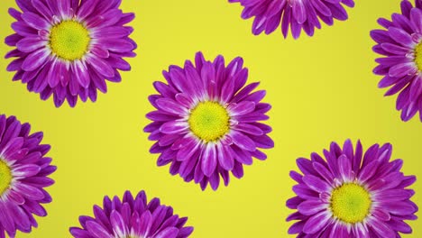 patrón animado de crisantemo púrpura en un fondo amarillo. simple animación de concepto de bucle sin costura floral