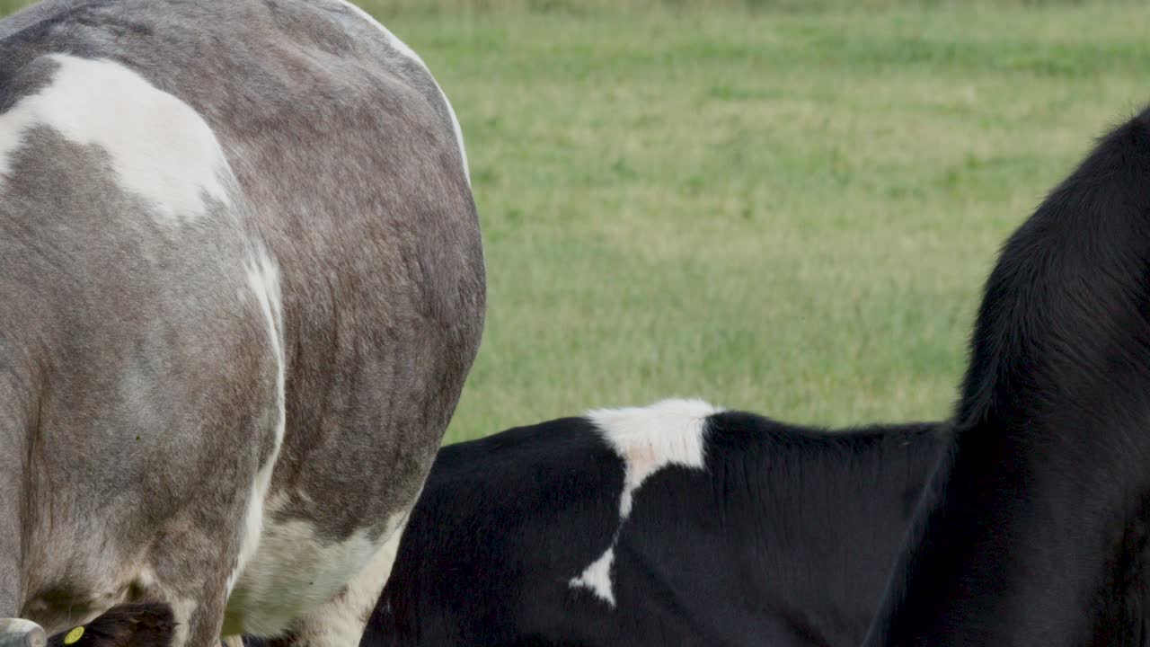 Cows graze and rest on rural grassland under natural daylight, captured with steady medium shot