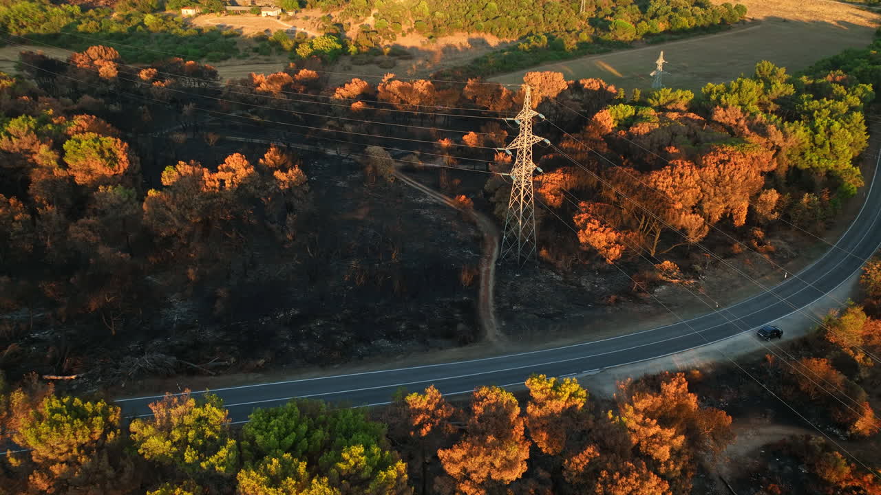 Aerial view of traffic on a road in middle of burnt trees, during golden hour