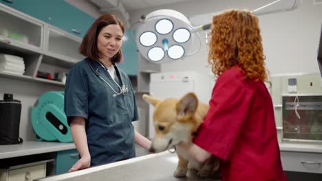 A-girl-with-red-hair-in-a-red-shirt-and-with-her-corgi-dog-came-to-a-brunette-female-veterinarian-in-a-blue-uniform-and-conducts-an-examination-of-her-dog-in-the-veterinarian-office