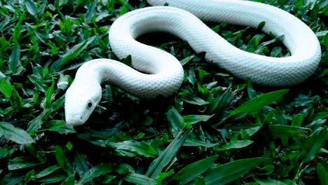 Snake-preparing-to-strike,-white-snake