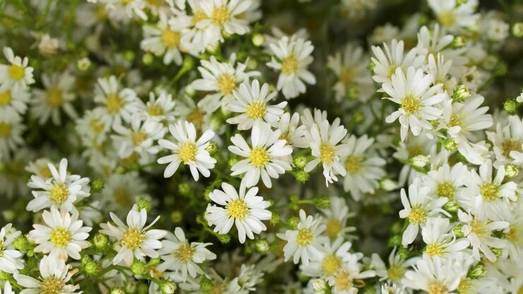 Fitti mazzi di fiori freschi di aster bianco con centri giallo brillante sbocciano a Bangkok