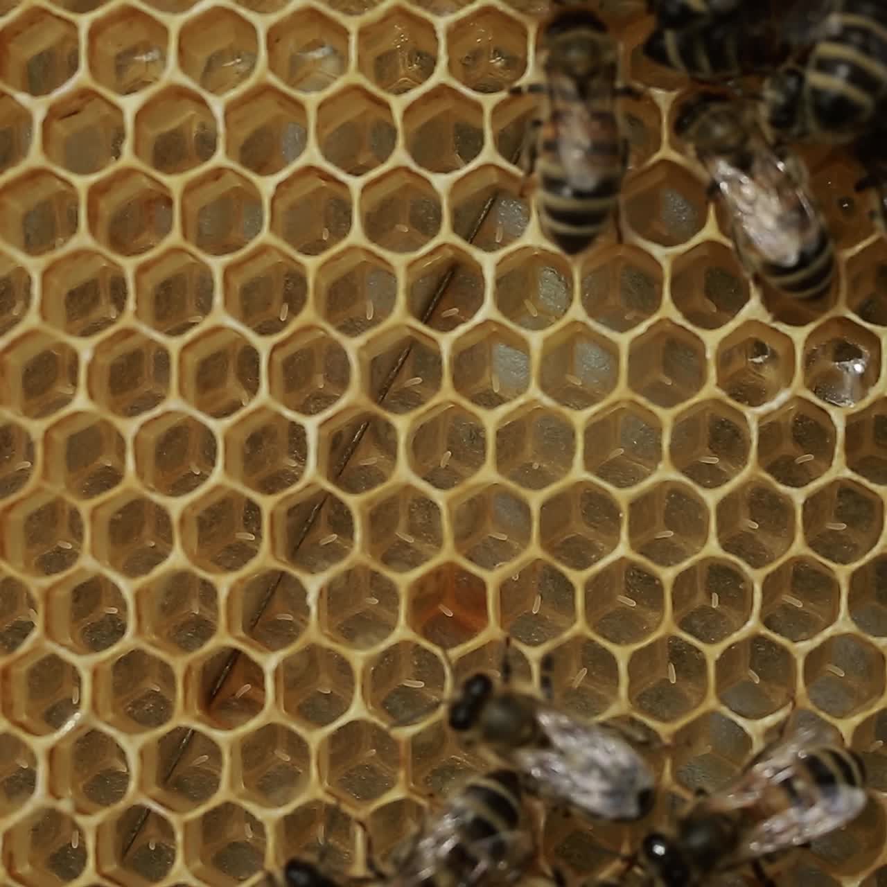 A Beekeeper At Apiary Among Hives. A beekeeper at apiary among hives with honeycomb in hand