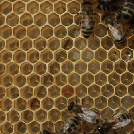 a beekeeper at apiary among hives. a beekeeper at apiary among hives with honeycomb in hand